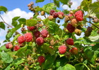 Les Pécas - framboises