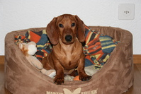Chien