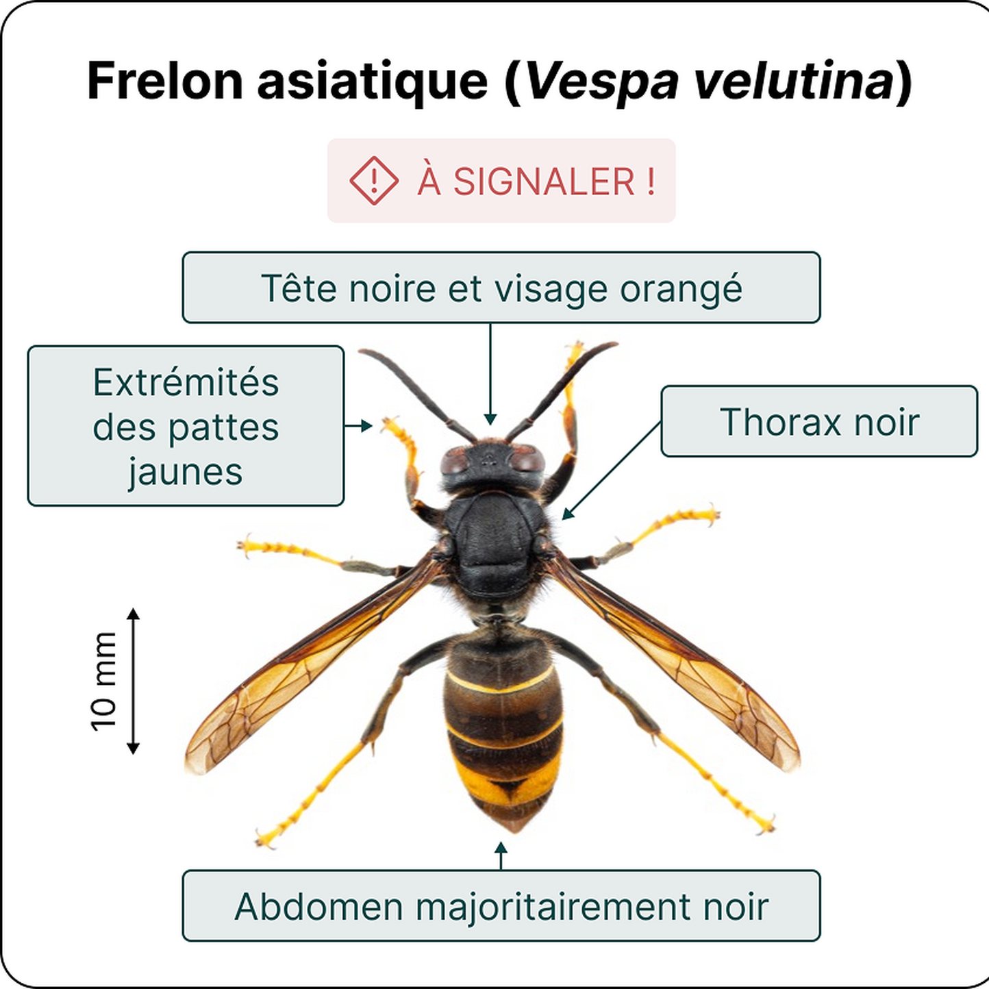 Frelons asiatiques