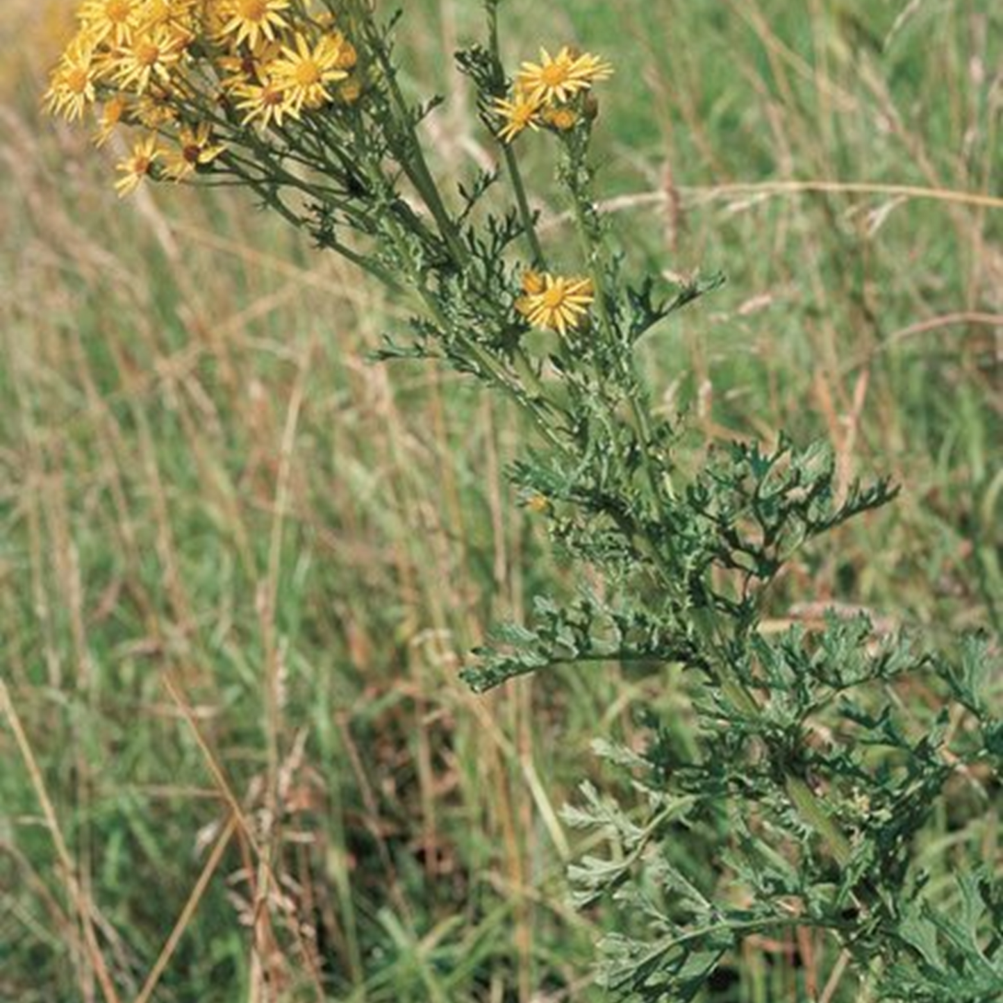 Le Jura renforce la lutte contre les plantes envahissantes
