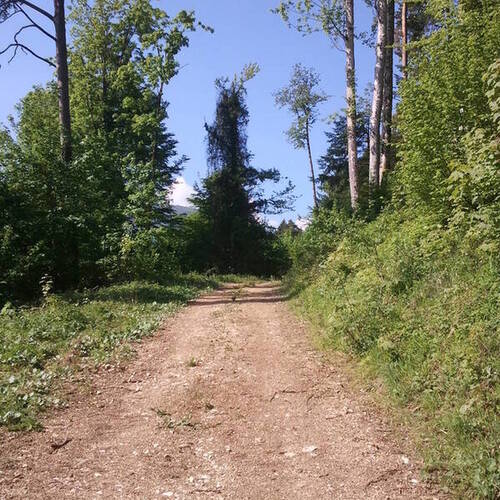 Forêt