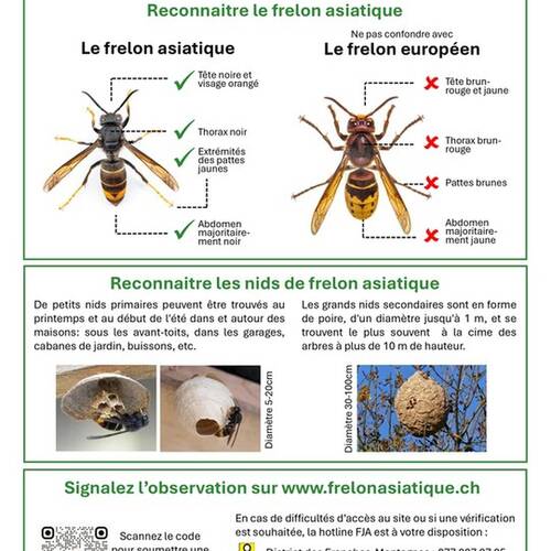 Notice sur le frelon asiatique