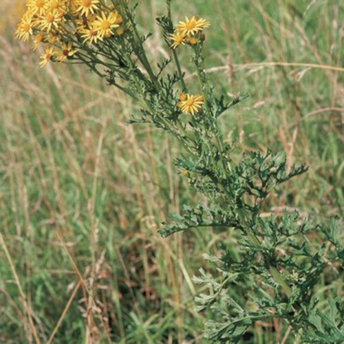Le Jura renforce la lutte contre les plantes envahissantes