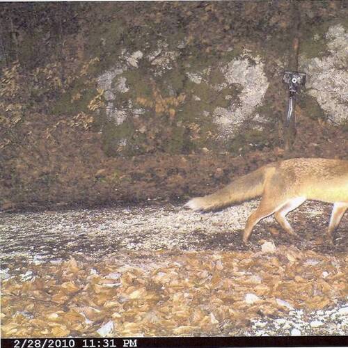 Renard