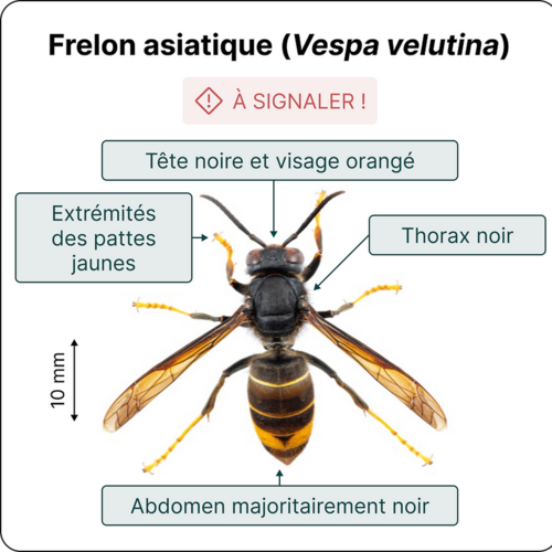 Frelons asiatiques