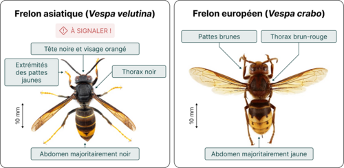 Frelons