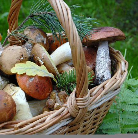 Champignon